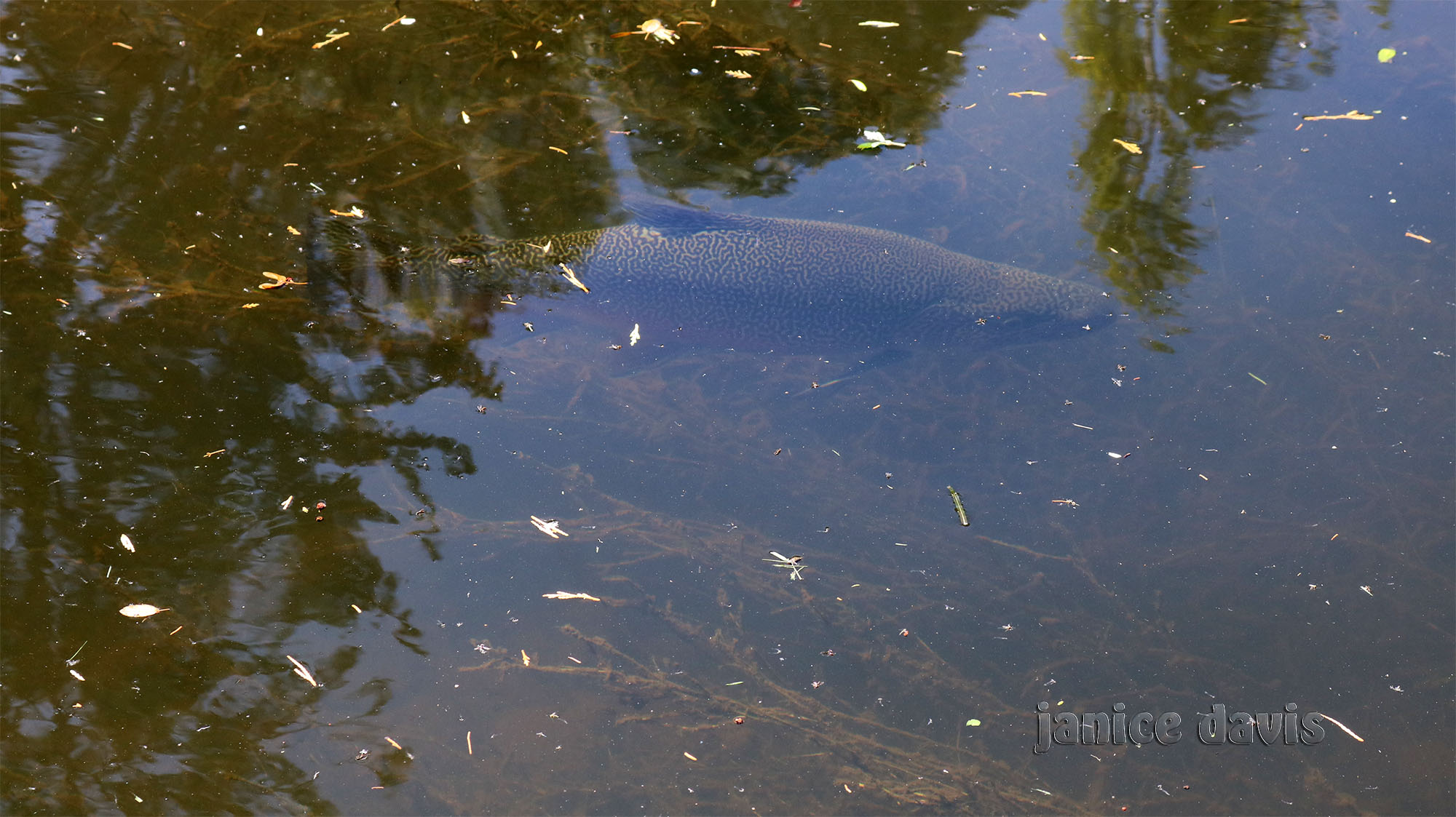 thoughts & happenings Salmon Pond 4