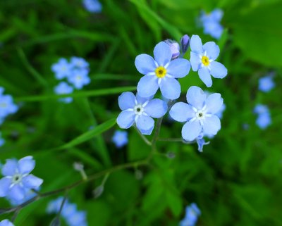 Forget-me-nots from my mom's garden