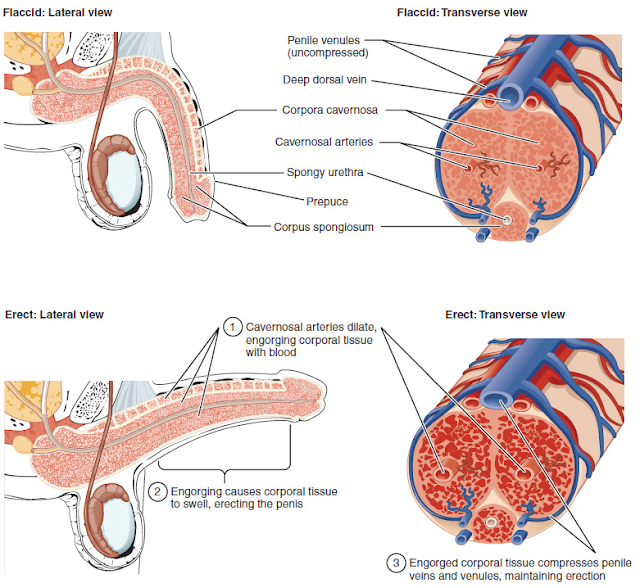 InstaHard Erectile Dysfunction