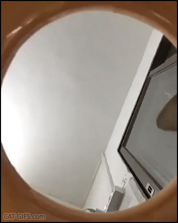 Funny Cat GIF • When your cat talk to the mice through a hole in the floor. “Hello girls, how are you?” Funny Cat GIF • When your cat talk to the mice through a hole in the floor. “Hello girls, how are you?”