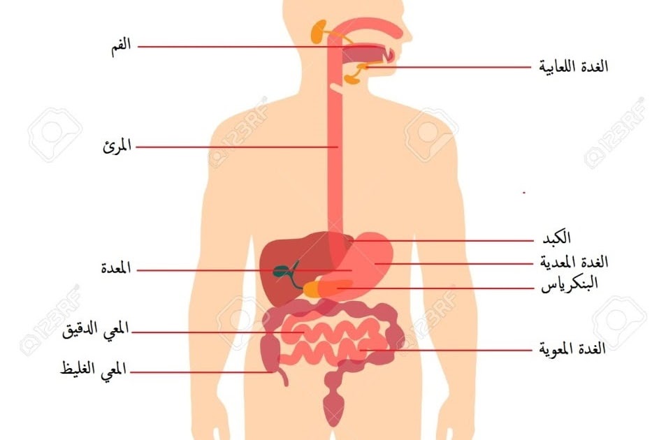 رسم تخطيطي يوضح بنية الجهاز الهضمي في العلوم الطبيعية للسنة الرابعة متوسط الجيل الثاني