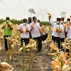 Menteri Pertanian Bersama 4 Gubernur dan 26 Bupati Gelar Panen Jagung Secara Nasional