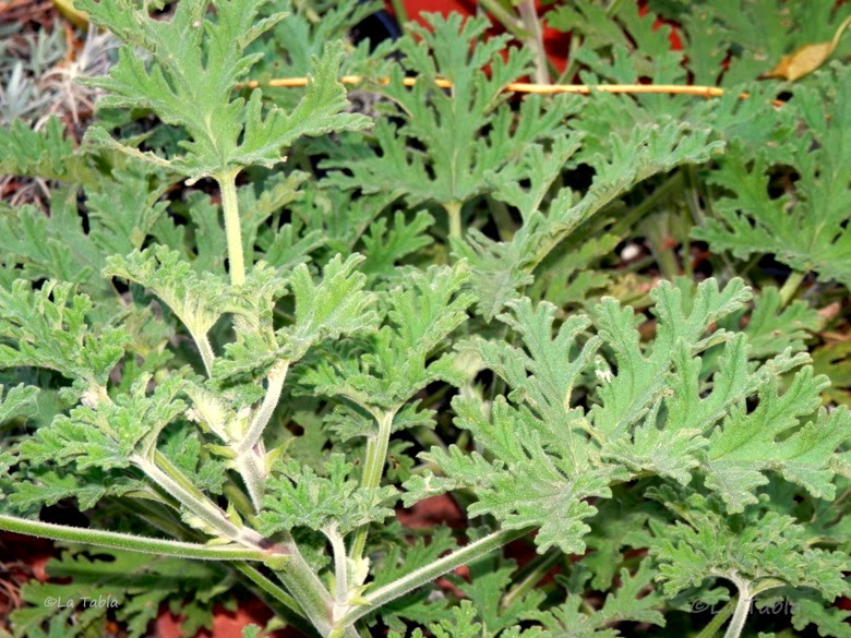 Pelargonium capitatum y el jardinero de la Malvarrosa - EL BLOG DE LA TABLA