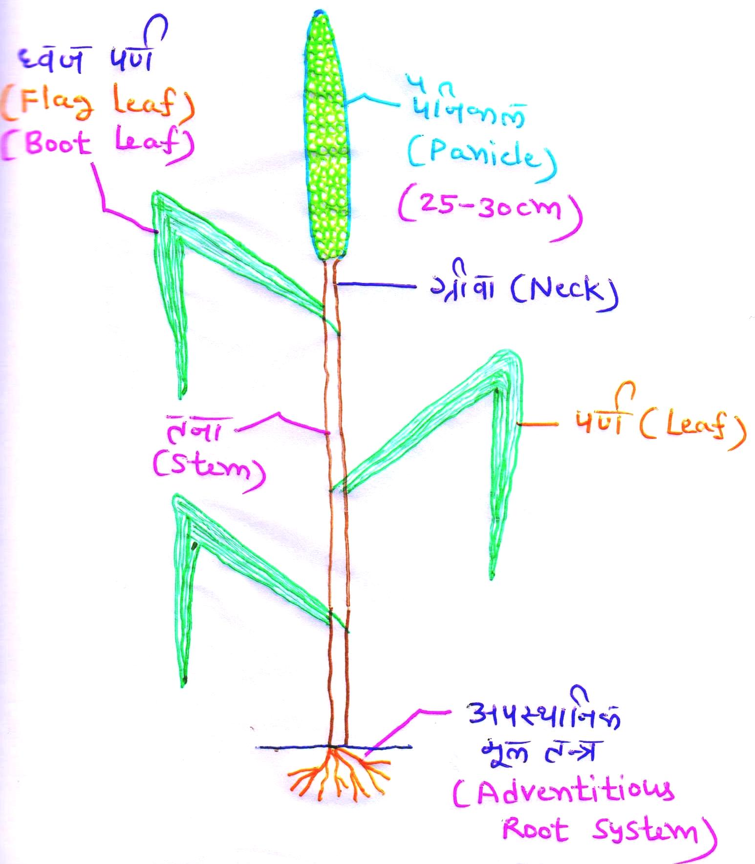 Pearl millet Crop Improvement
