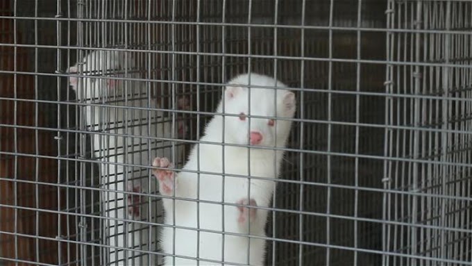 Συναγερμός στην  Ολλανδία: Βιζόν σε δύο εκτροφεία βρέθηκαν θετικά στον νέο κορωνοϊό, πιθανότατα από την επαφή τους με ανθρώπους