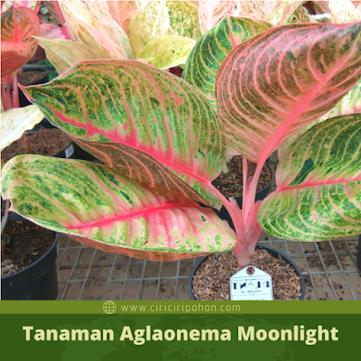 Ciri Ciri Pohon Tanaman Aglaonema Moonlight