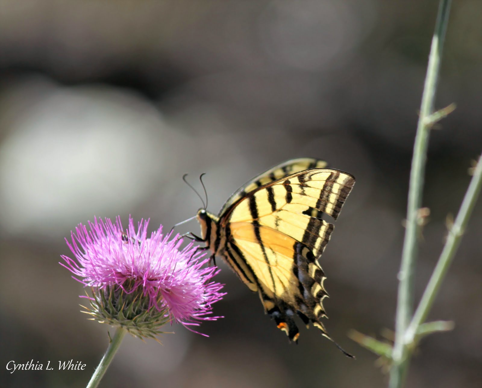 Preskittgurl: Four Western Butterflies