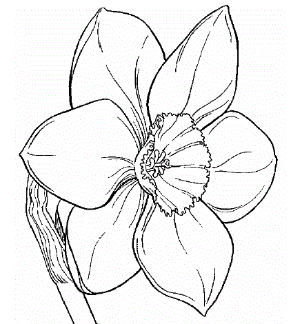 Daffodil Coloring Pages