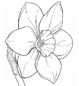 Flower Coloring Pages: Daffodil Coloring Pages