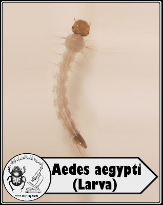 يرقة بعوضة الزاعجة المصرية - أيدس إيجبتاي Aedes aegypti