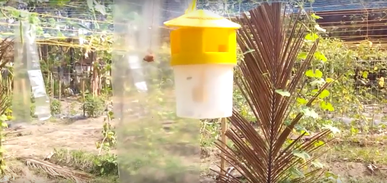 Pheromone Lures / Traps