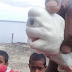 Anak ikan jerung albino mata satu atau cyclops?
