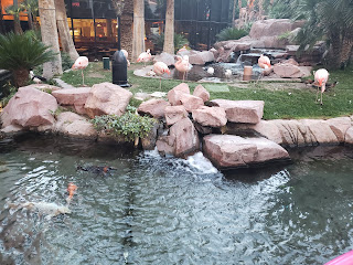 Chilean flamingos at the Flamingo Wildlife Habitat in Las Vegas Nevada