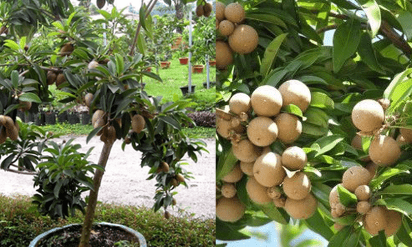 Pengertian Tanaman Hias Buah Dan Contohnya