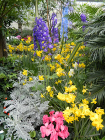 Allan Gardens Conservatory Easter Flower Show 2013 blue white delphiniums dusty miller yellow daffodils by garden muses: Toronto gardening blog