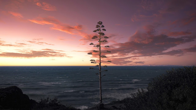 Lonely tree, sea, sunset, landscape wallpaper