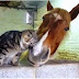 O gatinho que adora cavalos