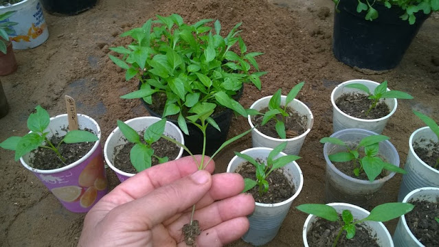 In about 2 weeks, when the first true leaves begin to form, carefully separate the seedlings and transplant each strong and healthy seedling into larger cups once they are about 3″ with their first set of true leaves.