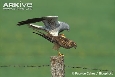 Montagu´s Harrier