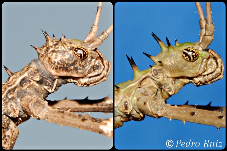 Detalle de la cabeza de una hembra y un macho de Haaniella erringtoniae Detalle de la cabeza de una hembra y un macho de Haaniella erringtoniae