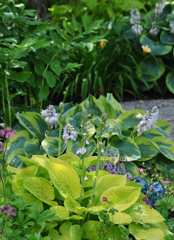 Image of Brunnera as variegated Solomon's seal companion plant