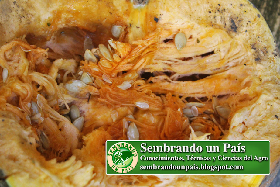 semillas de calabaza en fruto