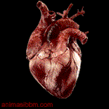 Gambar Jantung Bergerak ~ Animasi BBM