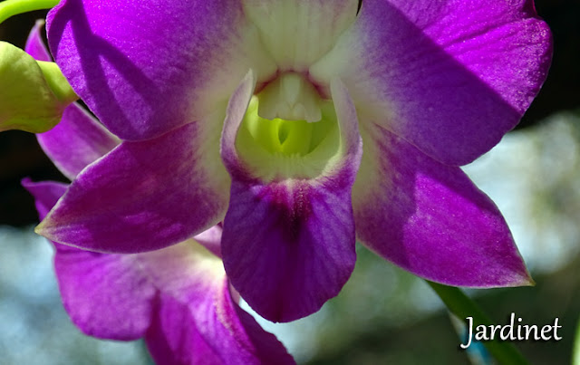 Floração da orquídea Denphal