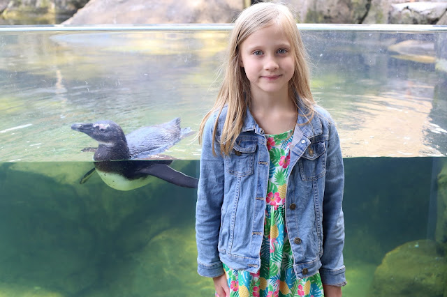 The National Aviary Penguins Exhibit