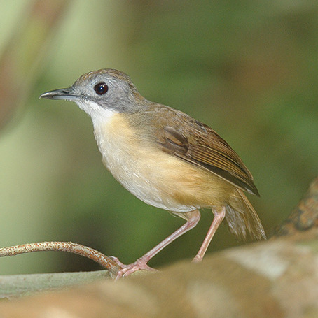 Ragam Burung Pelanduk Semak Jbbkicau