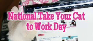 National Take Your Cat to Work Day HD Pictures, Wallpapers