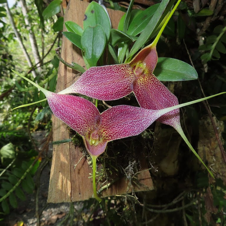 Masdevallia decumana Königer