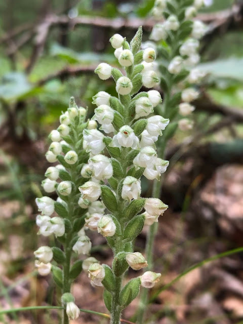 Detalhe de Goodyera pubescens