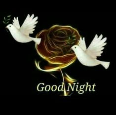 good night good night