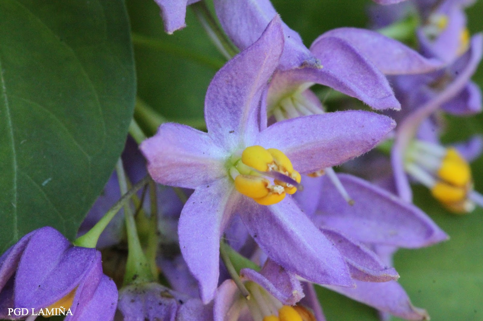 SOLANUM SEAFORTHIANUM. hiedro, lagrimas de san