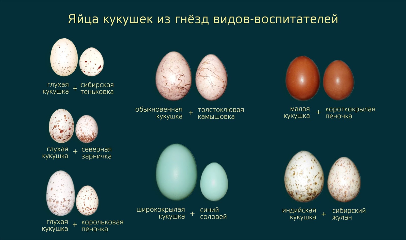 На каких картах какие яйца. Размер яйца кукушки обыкновенной. Кукушка обыкновенная и ее яйца. Цвет яйца кукушки. Как выглядит яйцо кукушки.