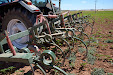 Harrowing sunflowers