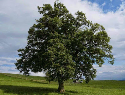Bäume sind Heiligtümer - Urgesetz des Lebens - Hermann Hesse Bäume sind Heiligtümer - Urgesetz des Lebens - Hermann Hesse