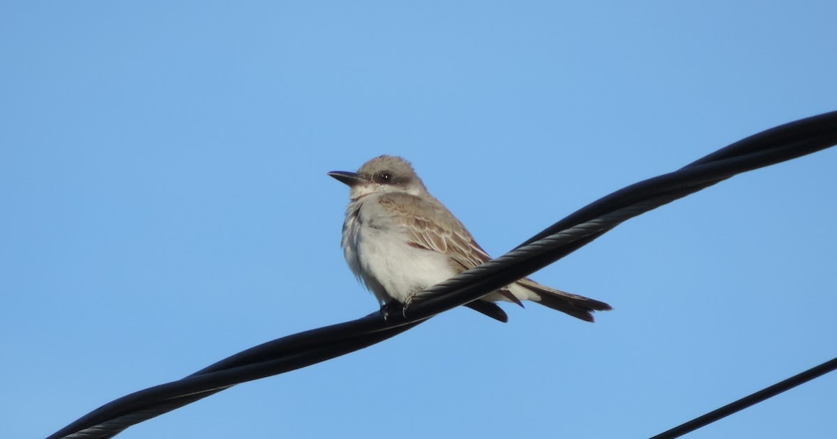 Birding in New Brunswick The 5 best birds in Carleton County for 2018 Birding in New Brunswick The 5 best birds in Carleton County for 2018