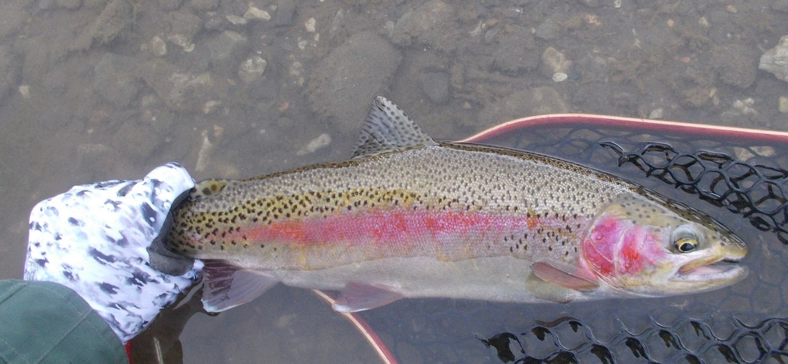 trout on dries Trout in Frog Water