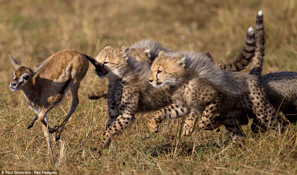 Конкуренция между хищниками. Животные охотятся. Хищные животные охота. Семейство кошачьих охота.