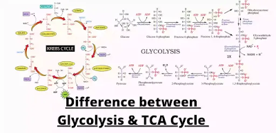 Distinguish between Glycolysis and TCA Cycle