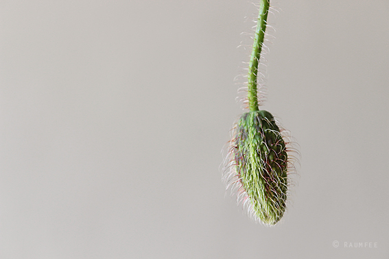 Maitisch Der Stachelige Kokon Die Raumfee Bloglovin