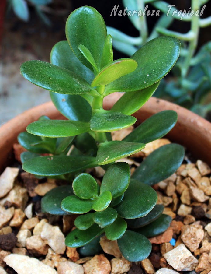 El Árbol de Jade o Árbol del Dinero, Crassula ovata