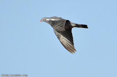 Tudó (Columba palumbus)