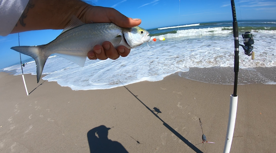 Florida East Coast Surf Fishing Blog 🎣 Florida Fishing Reports 🐟 Week