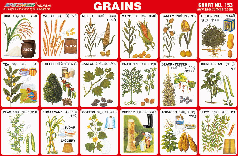 Spectrum Educational Charts: Chart 153 – Grains