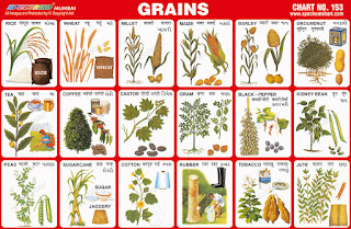 Grains chart contains various types of grains, food grains