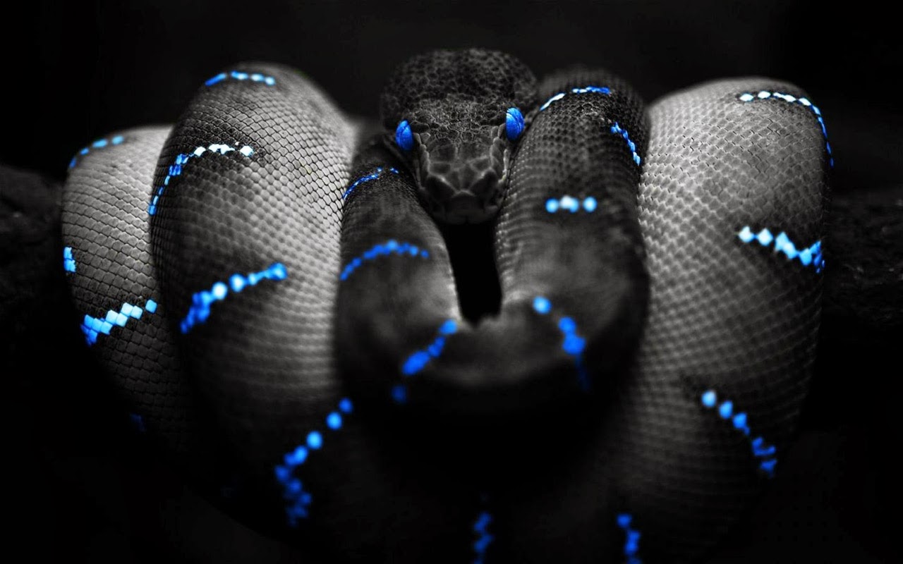 Reptiles HD Wallpaper Wallpaper Gallery