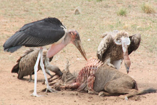 Safari en el Masai Mara - Mi Gran Safari 2013 (3)